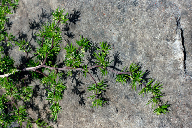 Asparagus lignosus