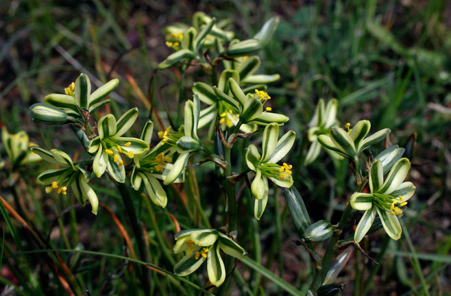 Albuca suaveolens