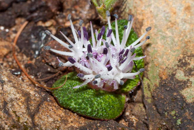 Massonia pygmaea