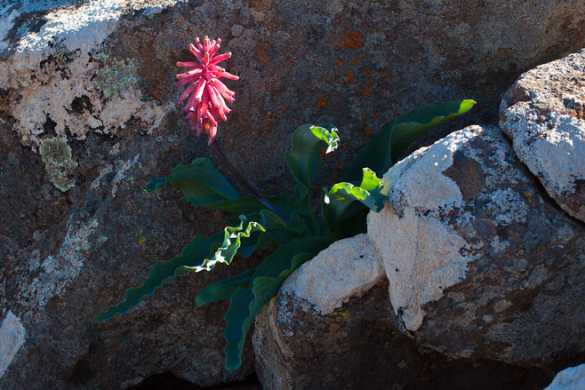 Veltheimia capensis