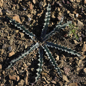 Ledebouria undulata