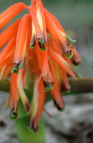 Lachenalia bulbifera