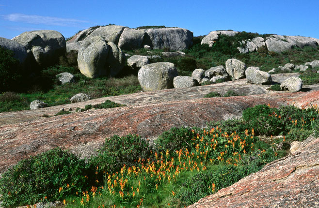Lachenalia aurioliae
