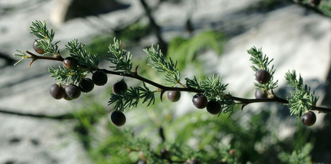 Asparagus rubicundus