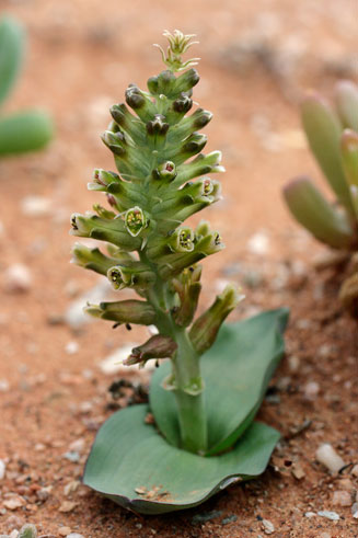 Lachenalia undulata