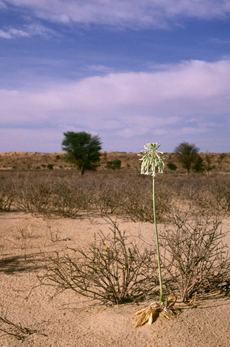 Pseudogaltonia clavata