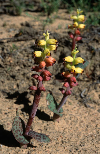Lachenalia ameliae