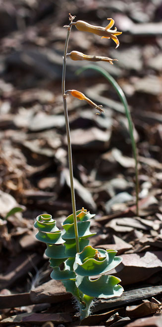 Dipcadi crispum
