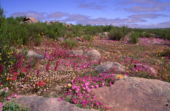 Lachenalia carnosa