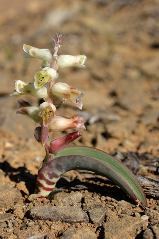 Lachenalia aurioliae