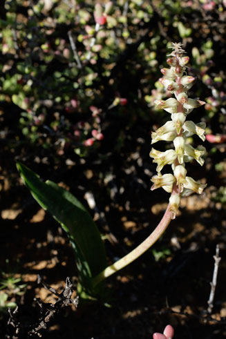 Lachenalia aurioliae