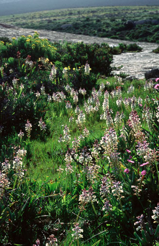 Lachenalia pustulata