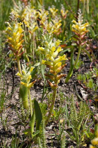Lachenalia marginata