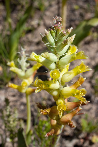 Lachenalia marginata