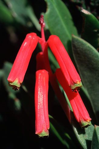 Lachenalia rubida 