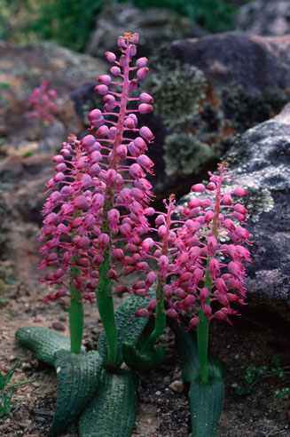 Lachenalia unicolor