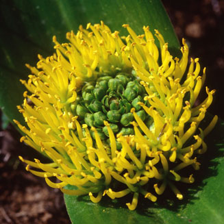Daubenya stylosa