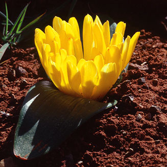 Daubenya aurea