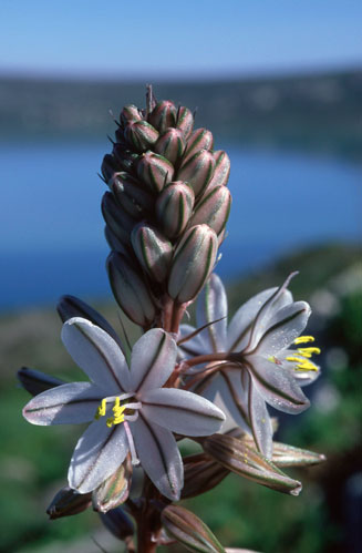 Drimia exuviata