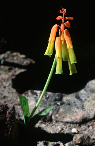 Lachenalia aurioliae