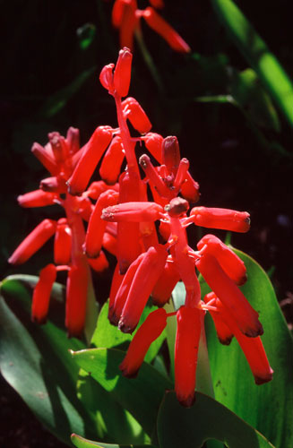 Lachenalia bulbifera