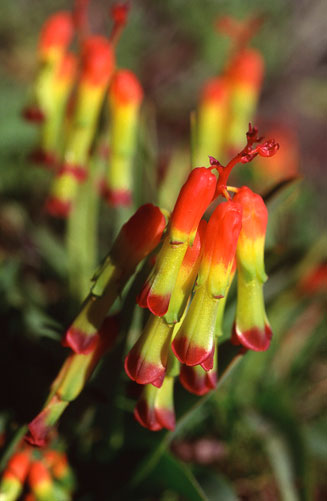 Lachenalia aurioliae