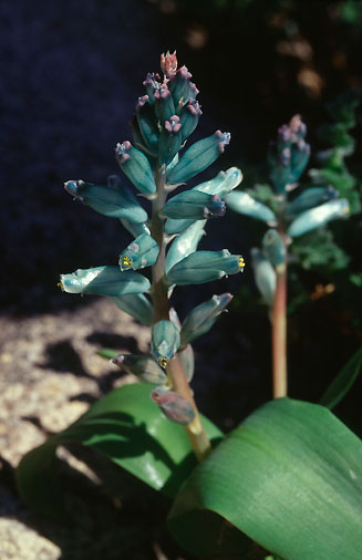 Lachenalia viridiflora