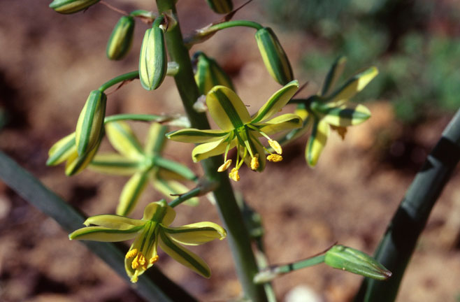 Albuca suaveolens