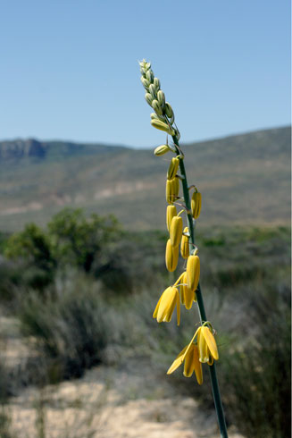 Albuca clanwilliamaegloria