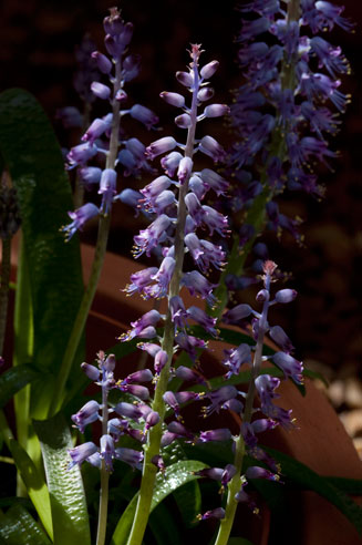 Lachenalia unicolor