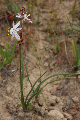 Chlorophytum undulatum