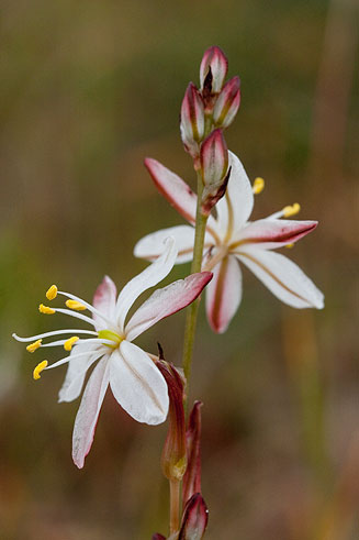 Chlorophytum undulatum