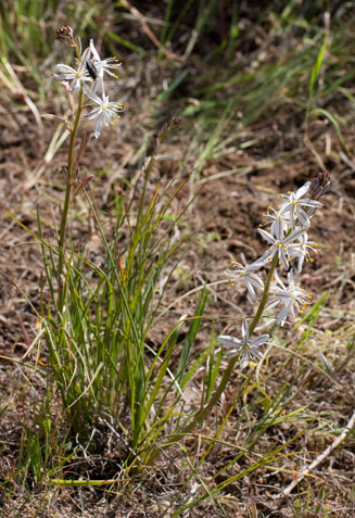 Drimia filifolia