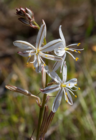 Drimia filifolia