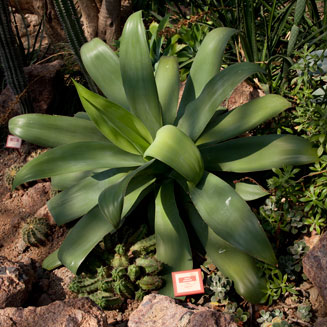Agave attenuata