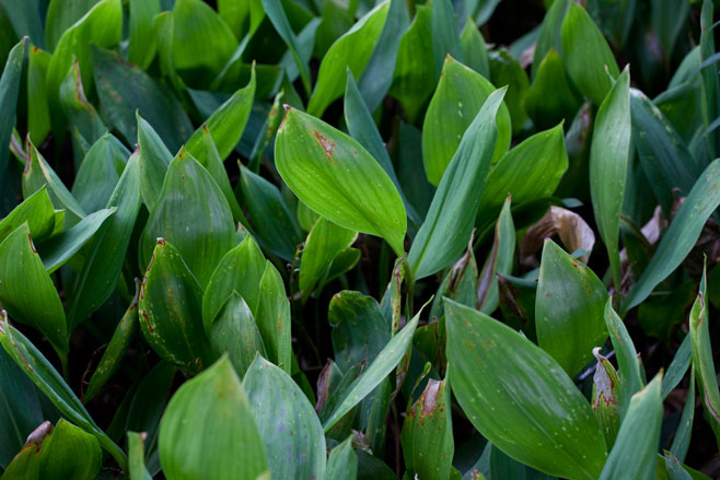 Convallaria majalis