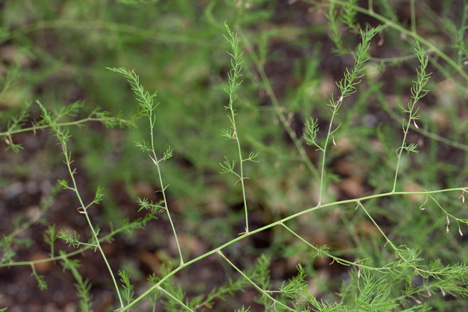 Asparagus officinalis (Asparagus)