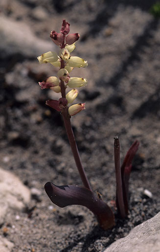 Lachenalia peersii