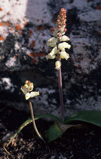 Lachenalia peersii