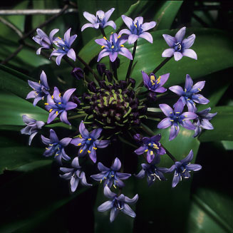 Scilla peruviana (Cuban lily, Portuguese squill)