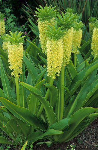 Eucomis autumnalis
