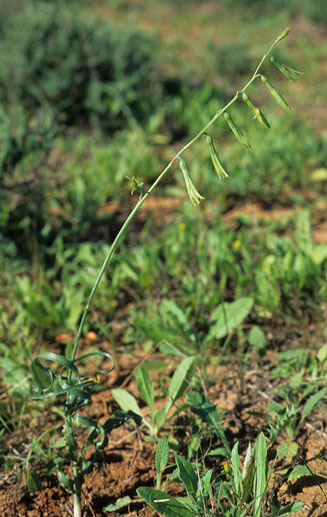 Dipcadi ciliare
