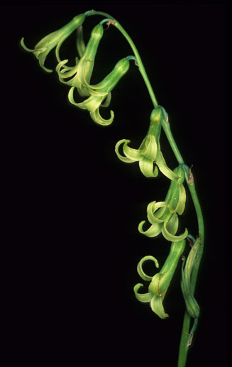 Dipcadi ciliare