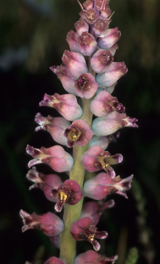 Lachenalia elegans