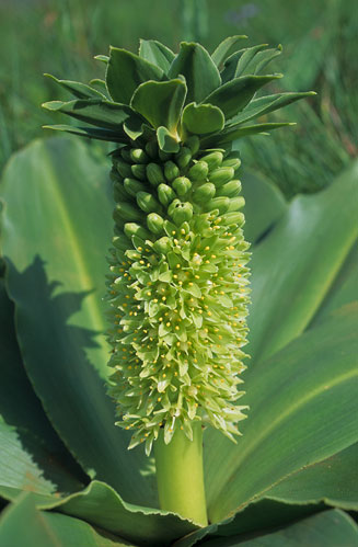 Eucomis autumnalis