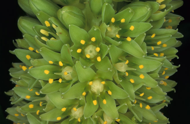 Eucomis autumnalis