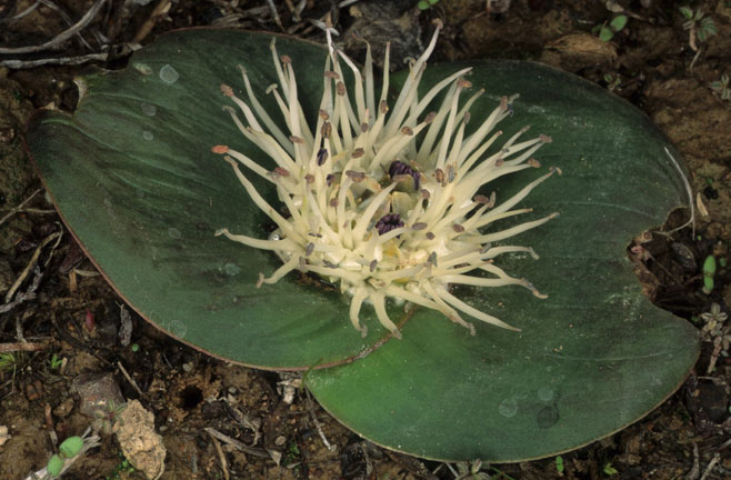 Massonia depressa