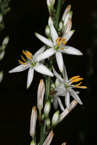 Chlorophytum comosum (Hen and chickens, Spider plant)