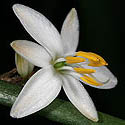 Chlorophytum comosum