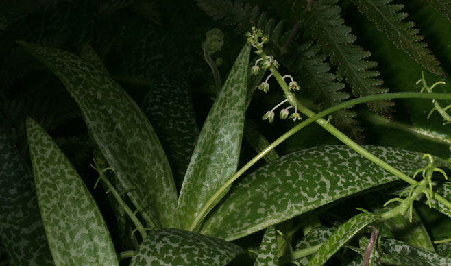 Ledebouria socialis